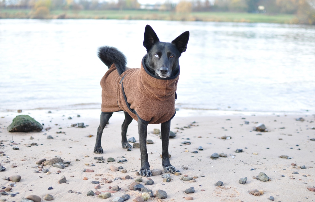hund trägt dryup cape am strand